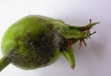 Choroby w sadach jabłoniowych i wiśniowych – uwagi po sezonie 2010