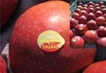 Specjalista od odmiany ‘Red Jonaprince’
