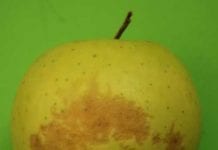 Choroby fizjologiczne jabłek – Cz. II. Choroby związane z warunkami przechowywania