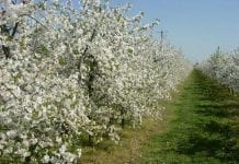 Choroby i szkodniki czereśni, wiśni i śliw zwalczane w kwietniu oraz maju