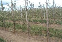 Uszkodzenia mrozowe roślin sadowniczych na Kujawach
