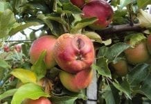 Ochrona chemiczna jabłek w okresie przedzbiorczym