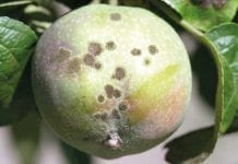 Parch jabłoni – podsumowanie ostatniego sezonu