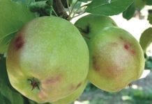 Problemy z utrzymaniem jakości przechowywanych owoców