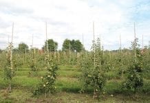 Problemy produkcyjne (nie tylko) w Południowym Tyrolu
