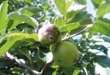 Zwalczanie chorób przechowalniczych jabłek