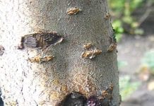 Ochrona drzew owocowych jesienią