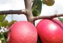 Czerwonomiąższowe odmiany jabłoni oraz możliwości ich wykorzystania w produkcji