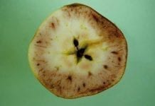 Długość okresu przechowywania jabłek w zależności od zastosowanej technologii