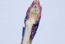 Triploidy dostały w kość  – o uszkodzeniach pąków kwiatowych