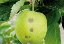 Prognoza zagrożenia przez parcha jabłoni w sezonie 2012