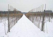 Cięcie i formowanie drzew jabłoni