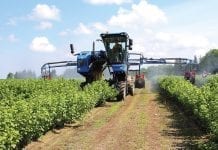 Pokazy maszyn na plantacjach porzeczek