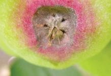 Zwalczanie chorób w sadach jabłoniowych w drugiej części sezonu