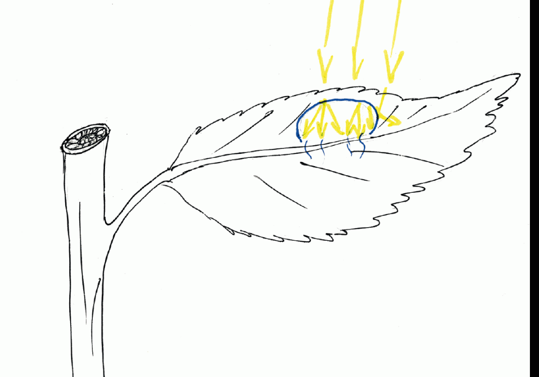 Rysunek 2. Kropla cieczy roboczej na liściu rośliny dwuliściennej