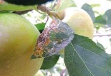 Ostatnie zabiegi zwalczające szkodniki przed zbiorem jabłek