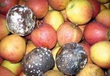 Ochrona jabłek i gruszek przed chorobami pochodzenia grzybowego