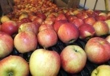 Kazachstan importuje dwa razy więcej polskich jabłek