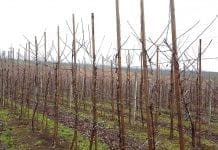 Uzbekistan: akcja „Sadzimy milion drzew owocowych” wystartuje wiosną 2020 roku