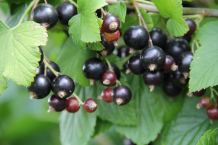 17 marca szkolenie dla plantatorów czarnej porzeczki
