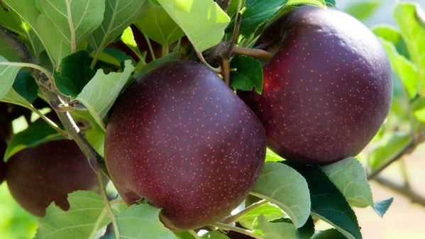 ST808.15 apples on tree