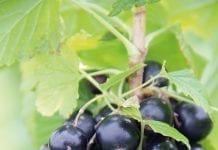 Czy uprawa czarnej porzeczki może być opłacalna?