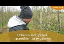 W ochronie przed mączniakiem – przede wszystkim profilaktyka!