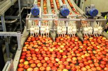 Prognozy zbiorów jabłek w 2017 r. wg Prognosfruit