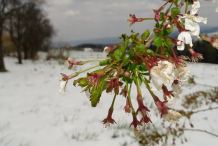 Duże straty we włoskich sadach. Bałkany też zmrożone