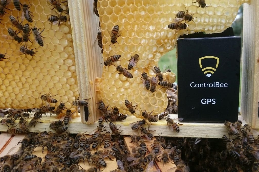 Polska firma rusza na ratunek pszczołom