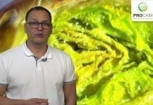 Komunikat sadowniczy – zalecenia PROCAM z 02.05.2017