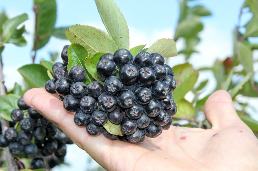 Aronia najsmaczniejszym lekarstwem na świecie?