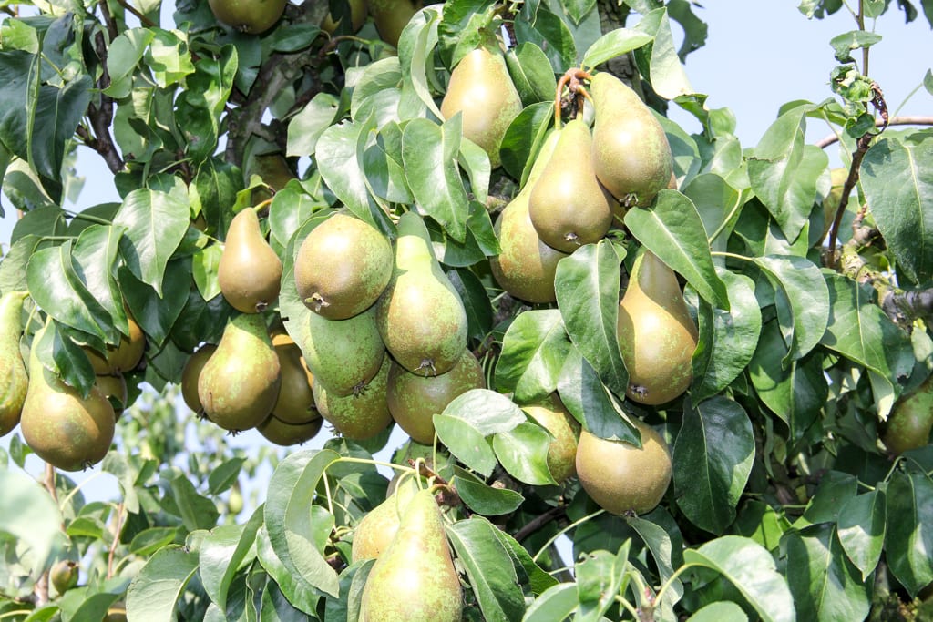 Turcja: zbiory jabłek wzrosną do 3 mln ton, a gruszek do 450 tys. ton