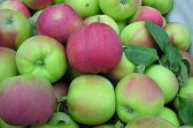 Tanie jabłka letnich odmian