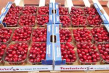 Konsorcjum zrzeszające producentów czereśni. Wyzwania i sukcesy