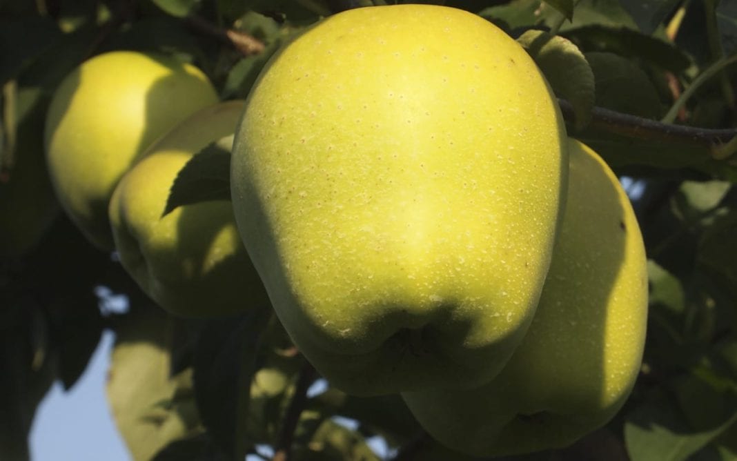 Golden Delicious