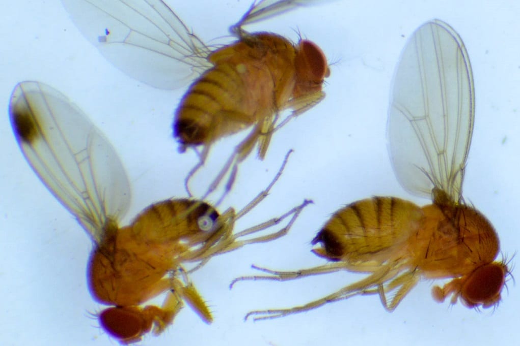 Muszka plamoskrzydła (Drosophila suzukii)