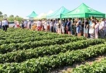 Strategie dla truskawki w trudnym sezonie