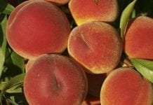 Rosja wstrzymuje import owoców z Serbii i Macedonii