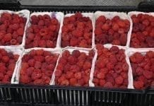 Ukraina: jagody z sezonu 2019 już sprzedane