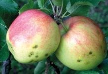 Przechowywanie i przygotowanie jabłek na dalekie rynki