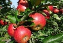 Ważne dla producentów i eksporterów jabłek do Chin