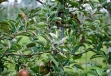 Nowy fungicyd do ochrony jabłoni i gruszy
