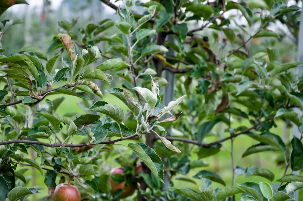 Nowy fungicyd do ochrony jabłoni i gruszy