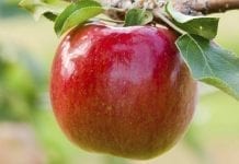 ‘Rave’ – nowa odmiana jabłoni