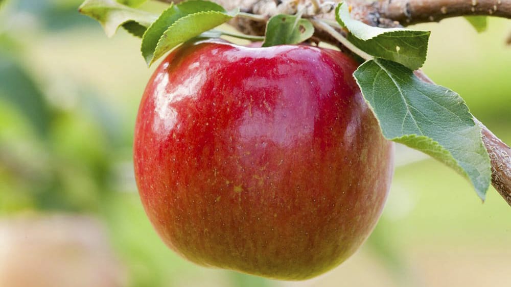 ‘Rave’ – nowa odmiana jabłoni