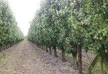 W belgijskich sklepach  pojawią się gruszki bez pozostałości pestycydów