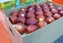 PIORIN: Indyjskie wymagania fitosanitarne względem polskich jabłek
