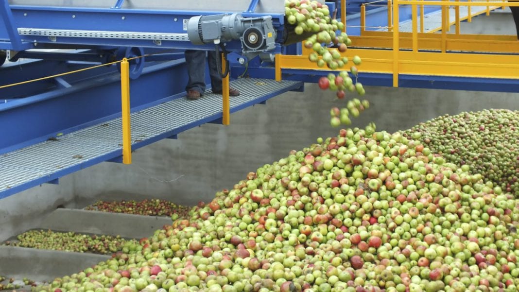Rekordowy 2018 rok i klęska urodzaju jabłek?