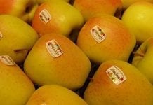 Stagnacja cen jabłek w Południowym Tyrolu